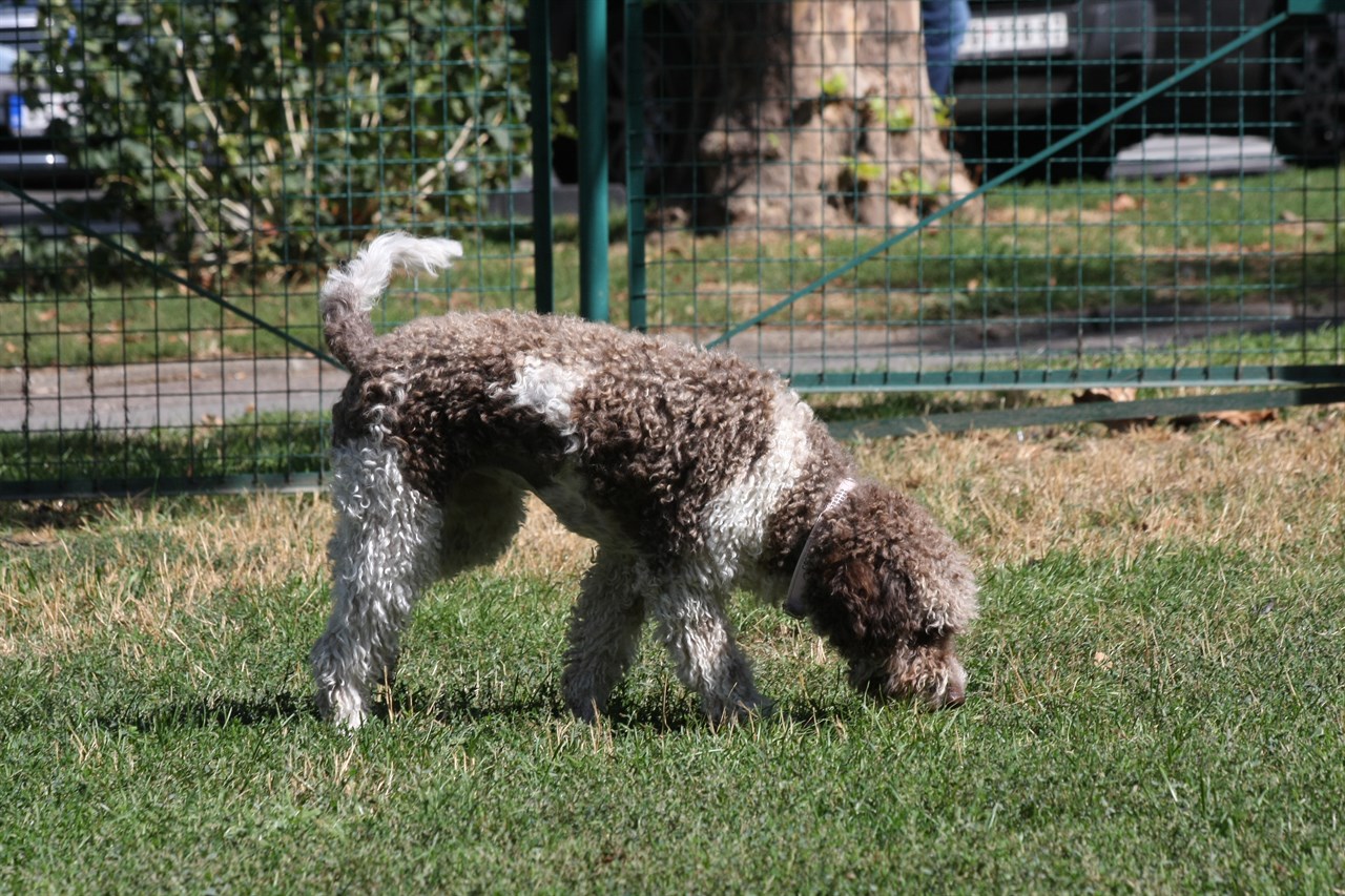 Lagotto Romagnolo Dog standing near green fence