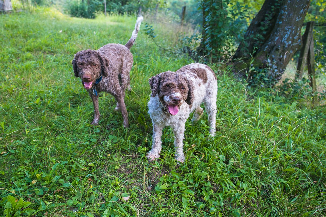 Two Lagotto Romagnolo standing together in the woods with green grass