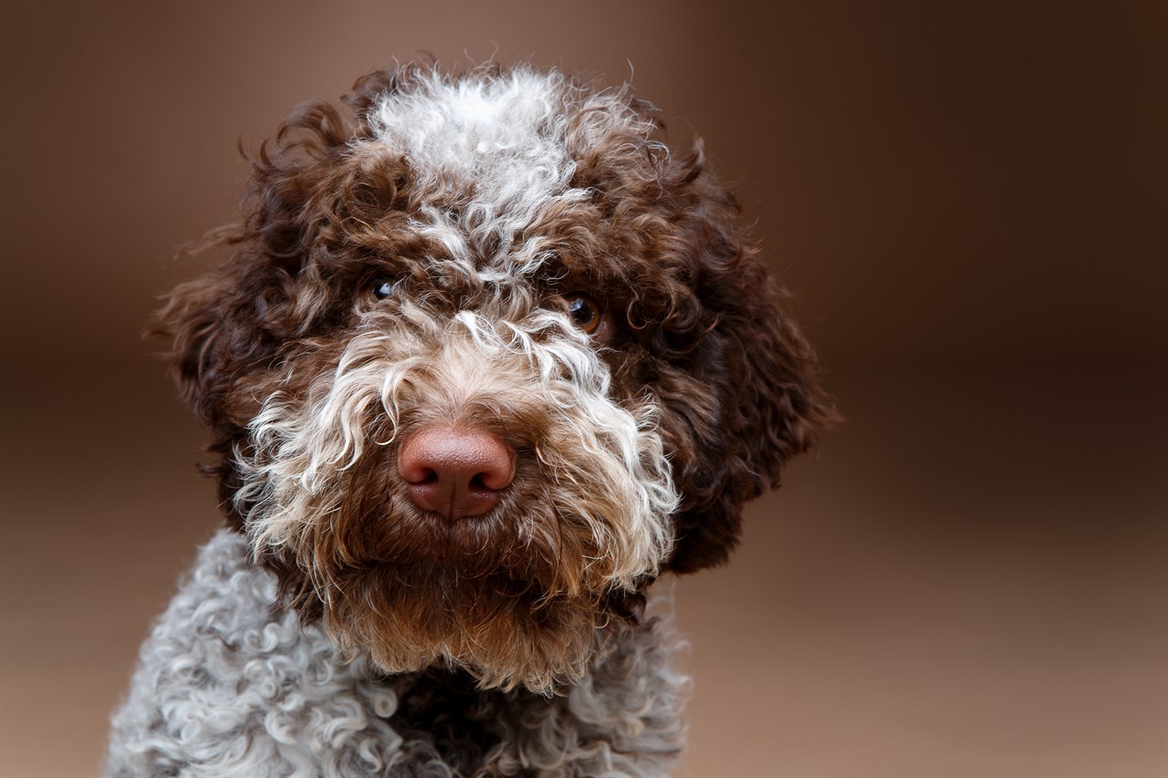 Close up view of Lagotto Romagnolo face