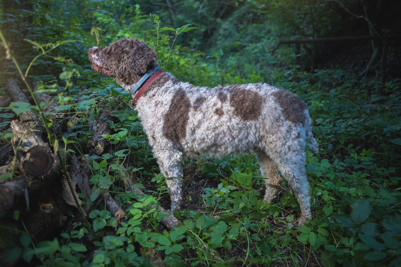 Side view of Lagotto Romagnolo Dog standing in a green forest