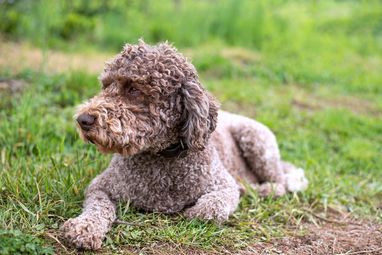 Light brown Lagotto Romagnolo Puppy sitting down on patchy grass