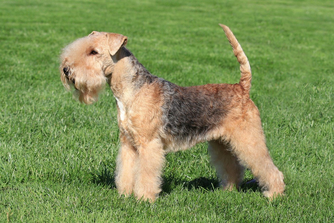 Side view of Lakeland Terrier Dog standing on green grass