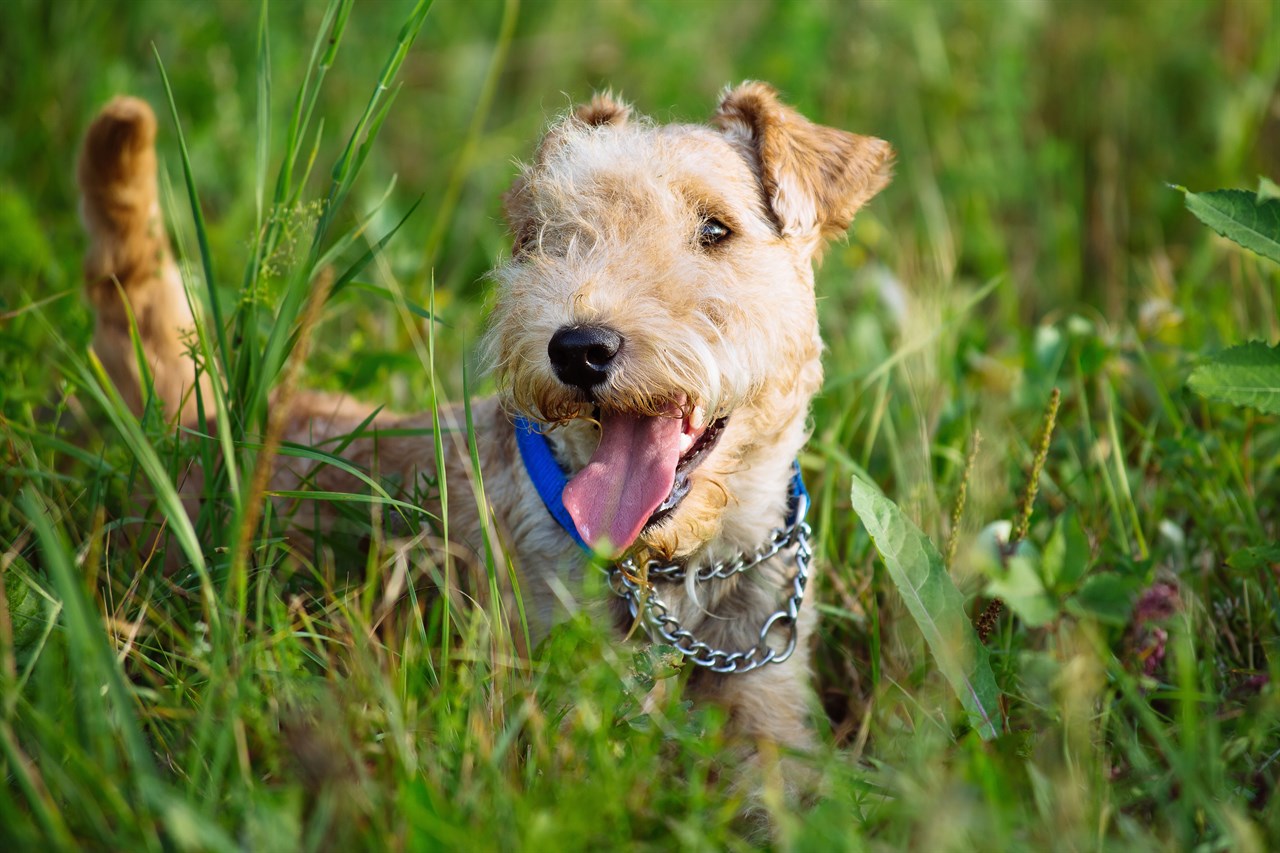 Lakeland Terrier Dog standing in the middle of tall grenn grass smiling