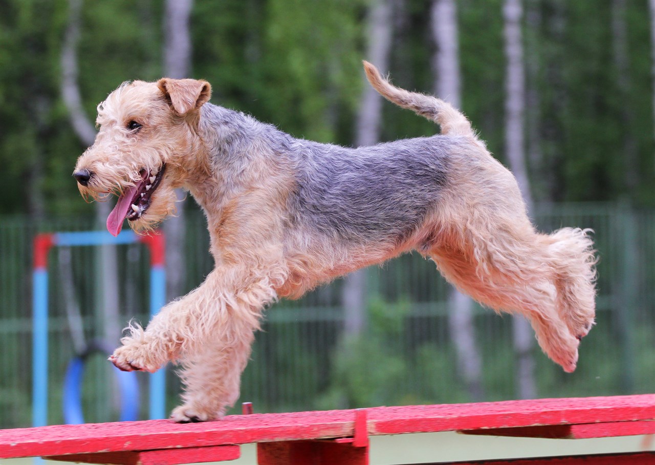 Lakeland Terrier Dog run on top of obstacle agility dog training bridge