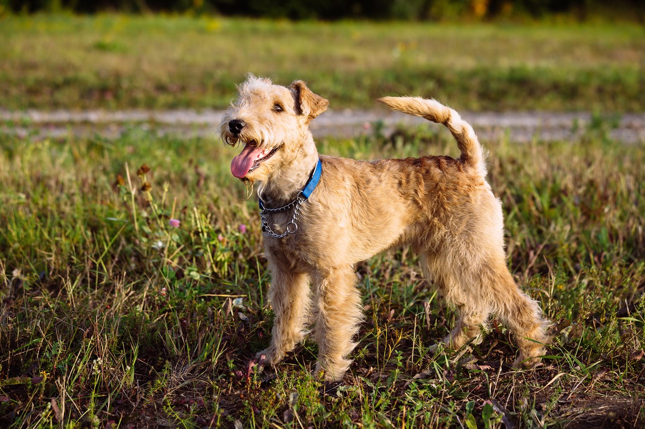 Happy Lakeland Terrier Dog smiling wide wearing blue collar