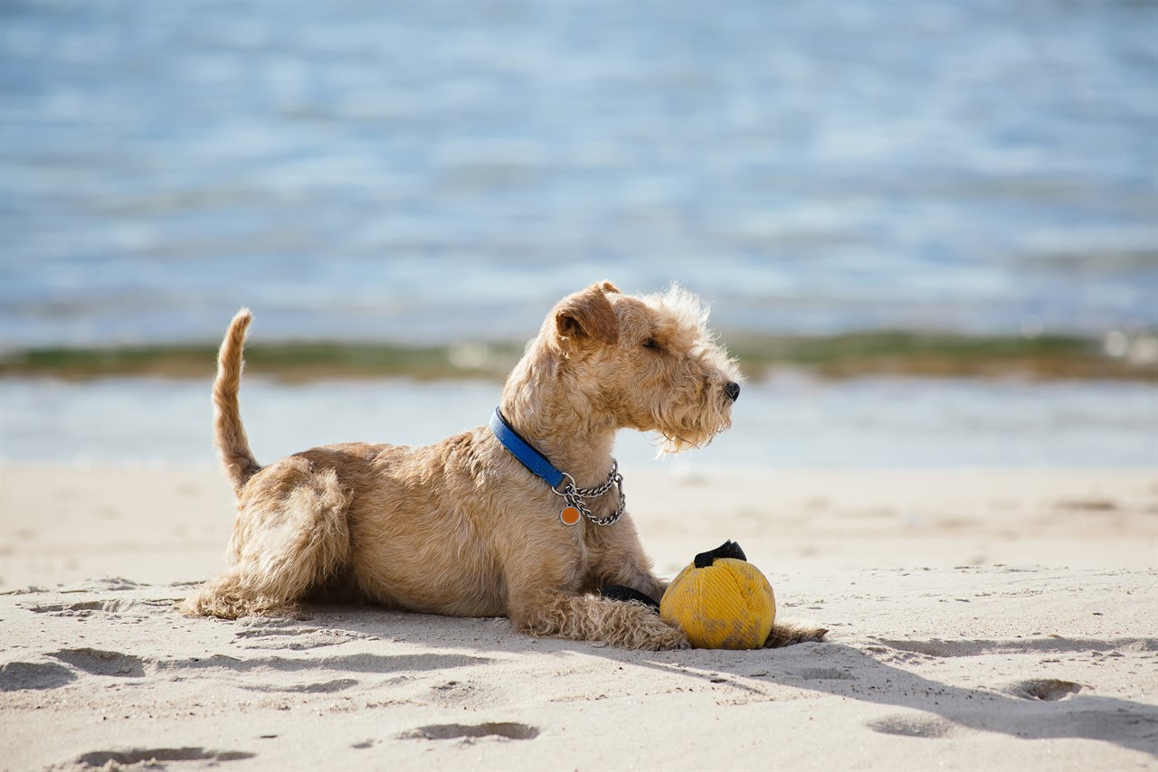 Lakeland Terrier playing ball at the beach