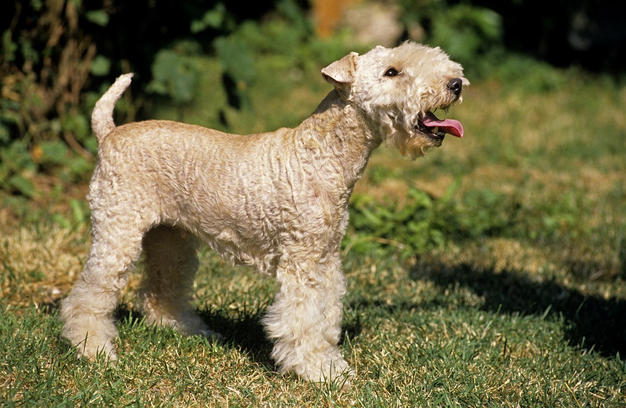 Lakeland Terrier looking up smiling with tongue out on sunny day