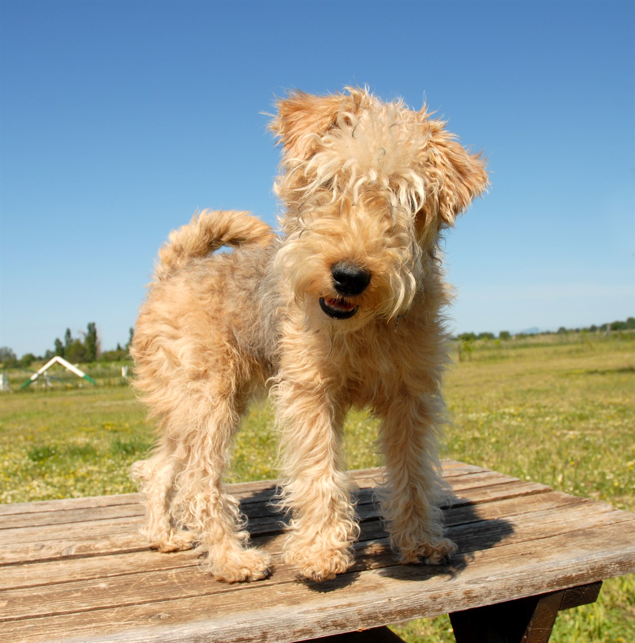 Lakeland Terrier Puppy standing on picnic table outside on sunny day