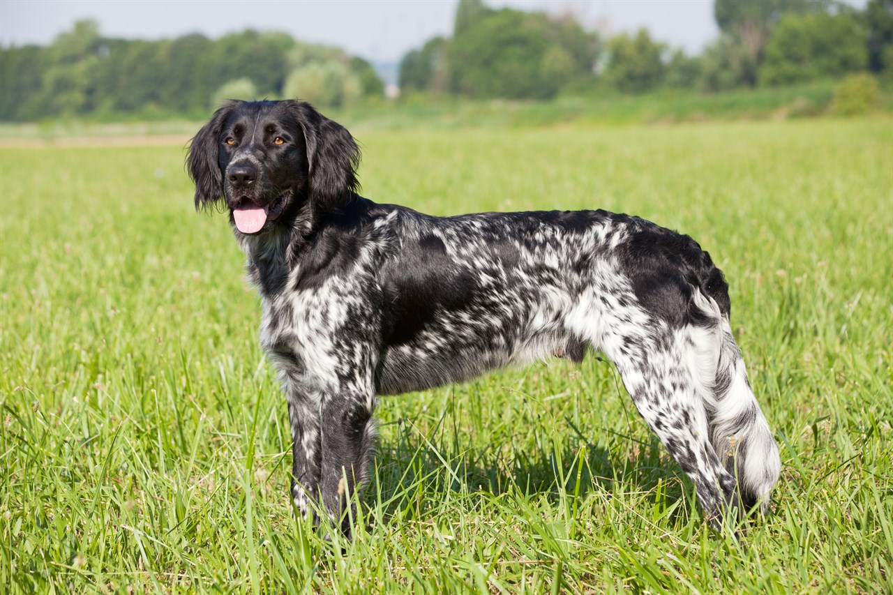 Side view of Large Munsterlander Dog standing on green grass field smiling with tongue out