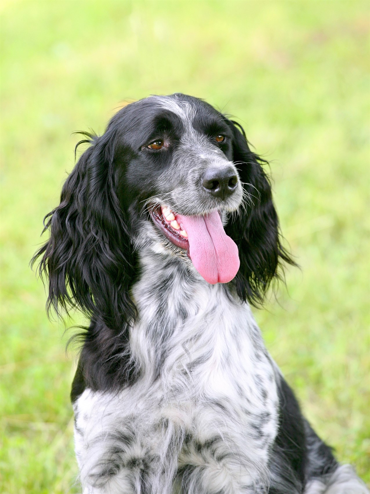 Close up view of Large Munsterlander Dog face smiling wide