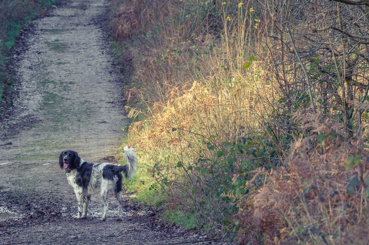 Large Munsterlander Dog enjoying walking on country side road