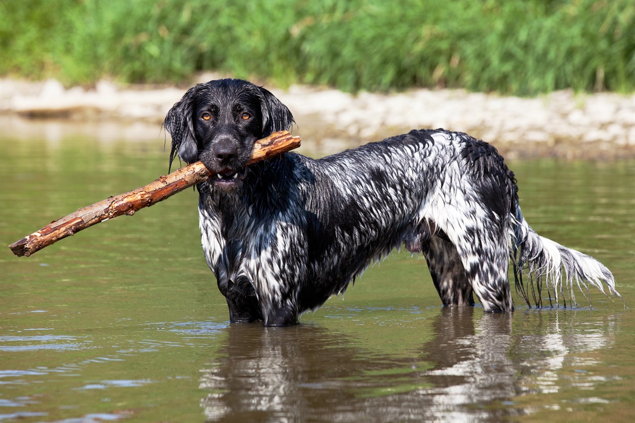 Large Munsterlander Dog playing with tree branch in shallow water