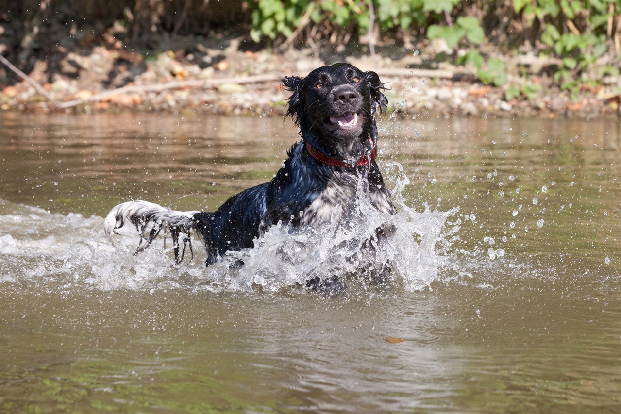 Overjoyed Large Munsterlander Dog running in shallow water wearing red collar