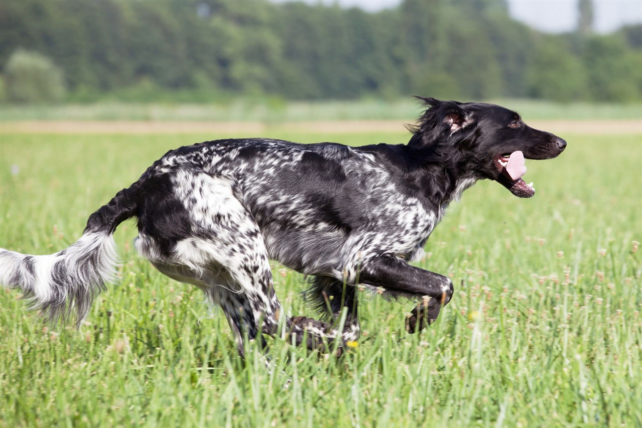 Large Munsterlander Dog running on green field on sunny day