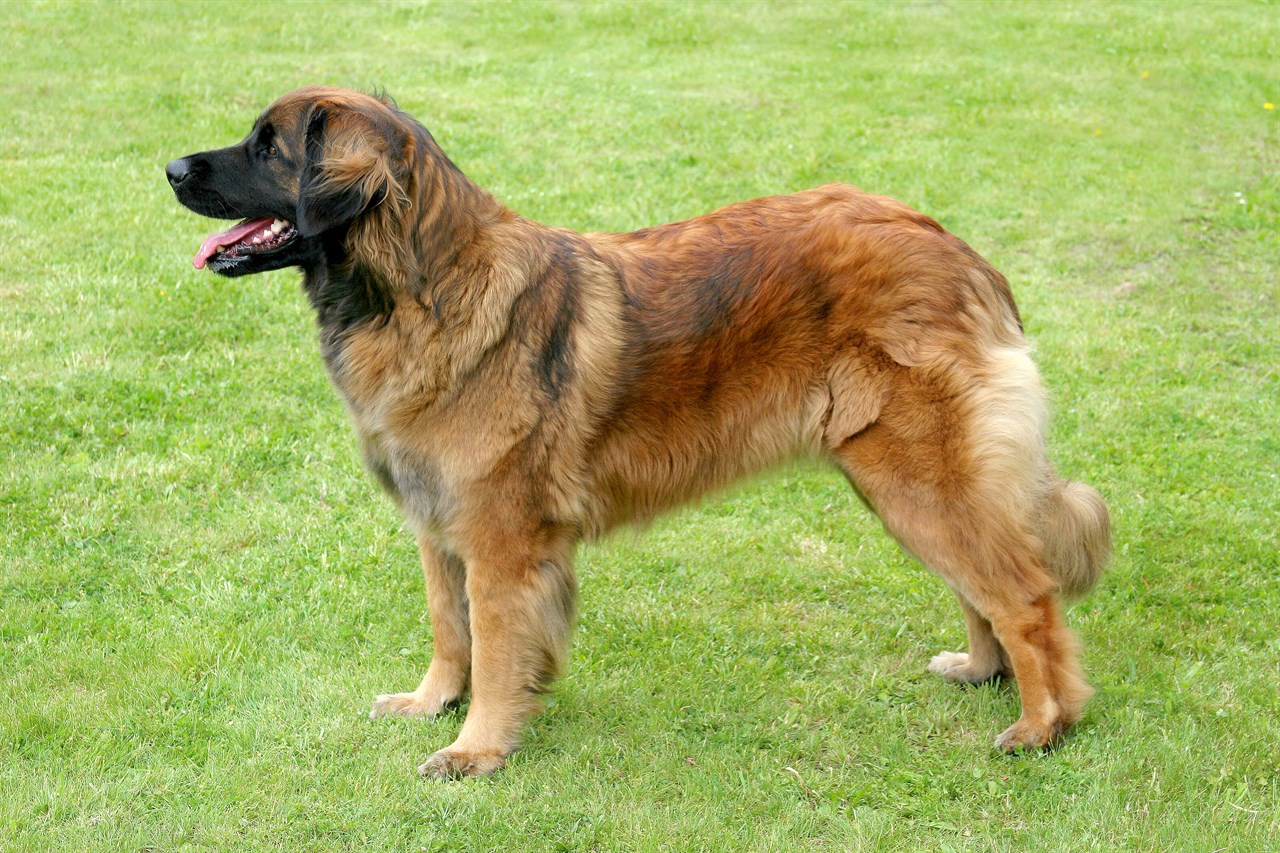 Side view of Leonberger Dog standing on short green grass