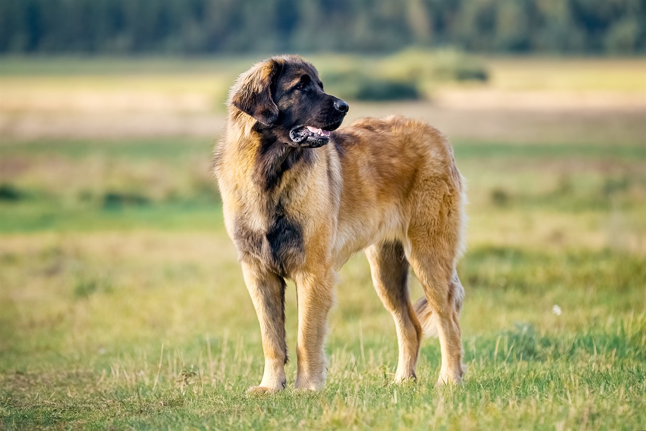 Large Leonberger Dog standing on grass field