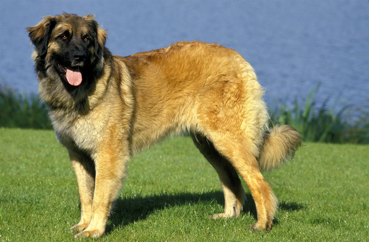 Leonberger Dog smiling on beautiful grass next blue lake