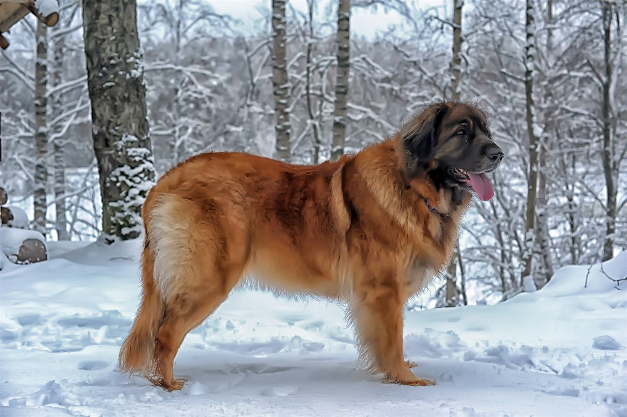 Leonberger Dog standing in the woods during winter