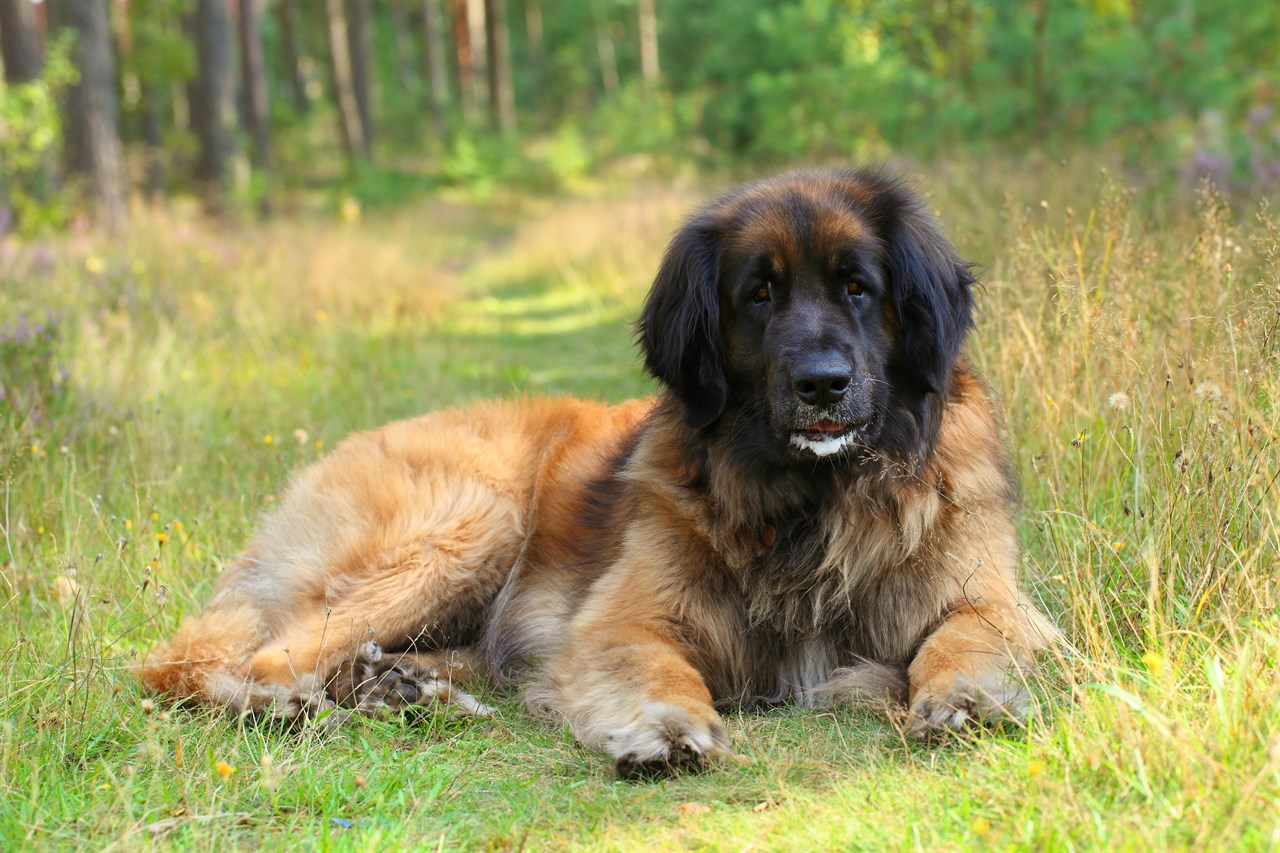 Leonberger Dog sitting on flower walk path in the green forest looking at camera