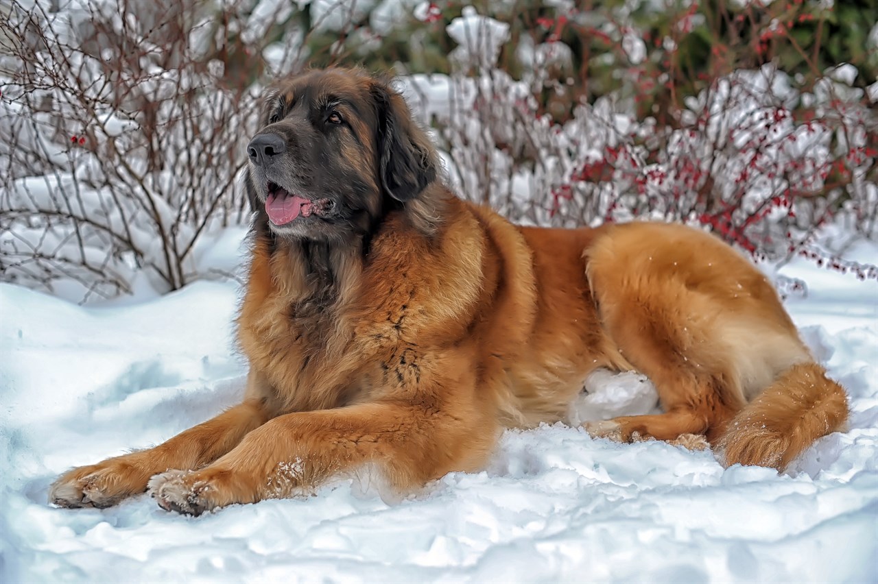 Leonberger Dog sitting on pile of thick snow looking up