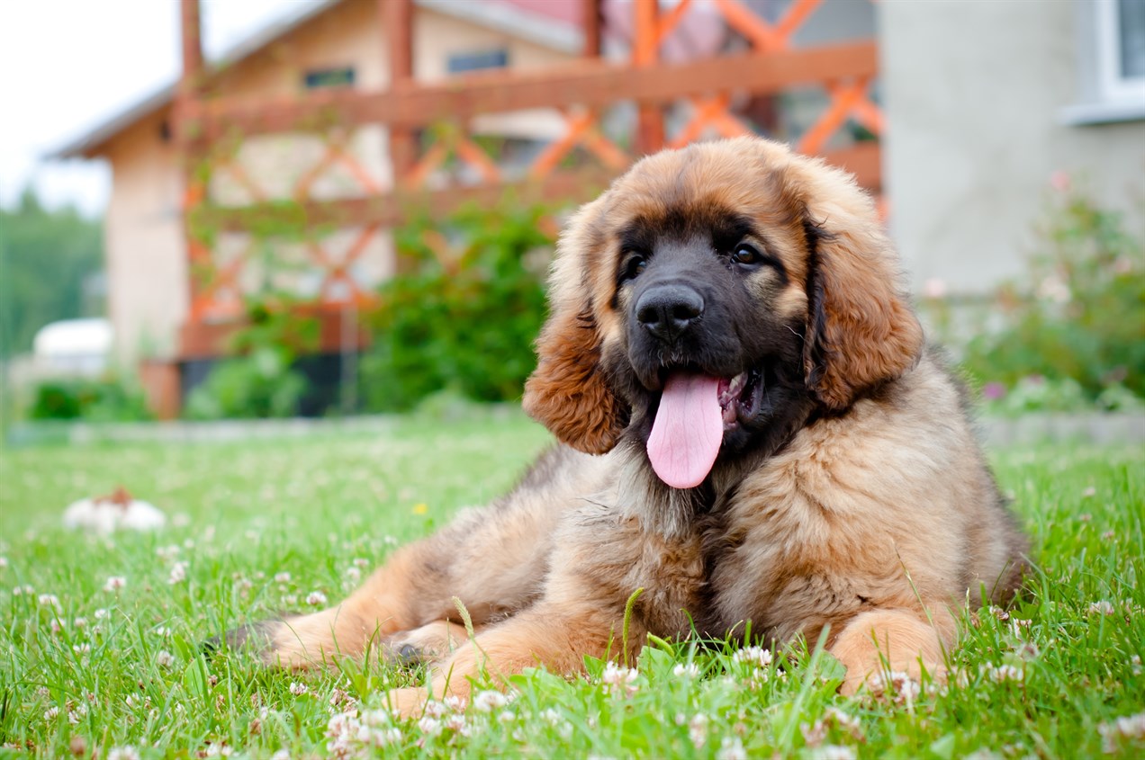 Leonberger Puppy sitting outside countryside house smiling with tongue out