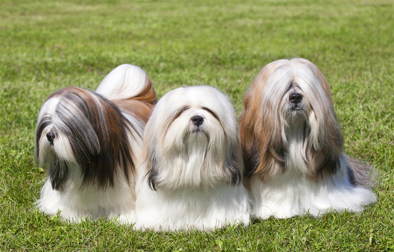 Three well groomed Lhasa Apso Dog standing side by side looking at camera on green grass