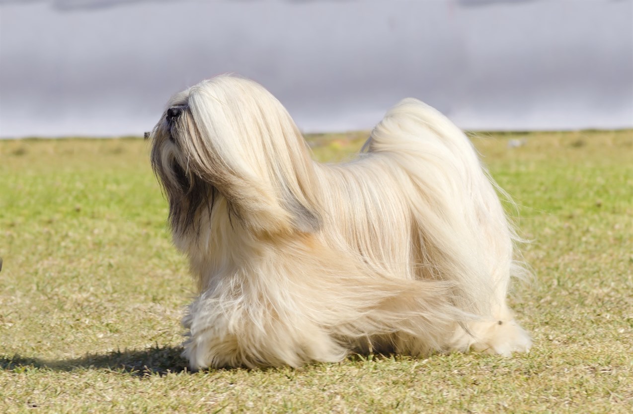 Lhasa Apso Dog walking on dry grass with cloudy sky