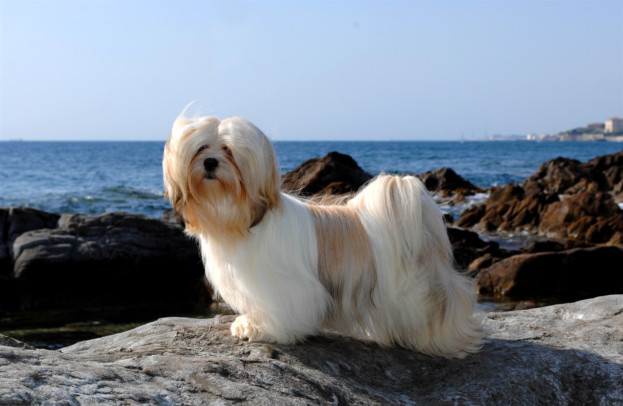 Lhasa Apso Dog standing on a black boulder next to the ocean looking at camera