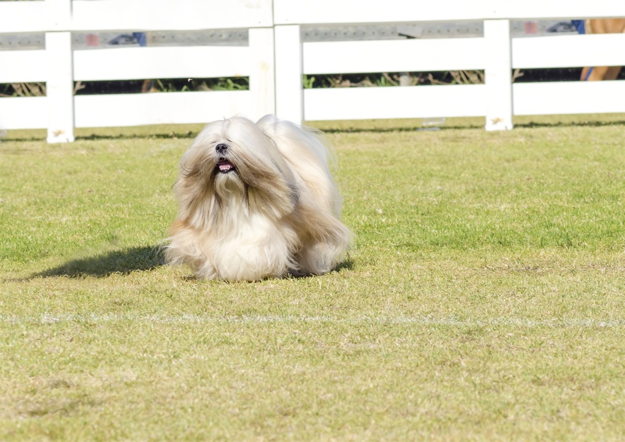 Lhasa Apso Dog happily running on dry grass field