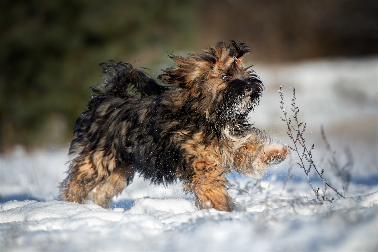 Curious Lhasa Apso Puppy playing with dry weed in the snow