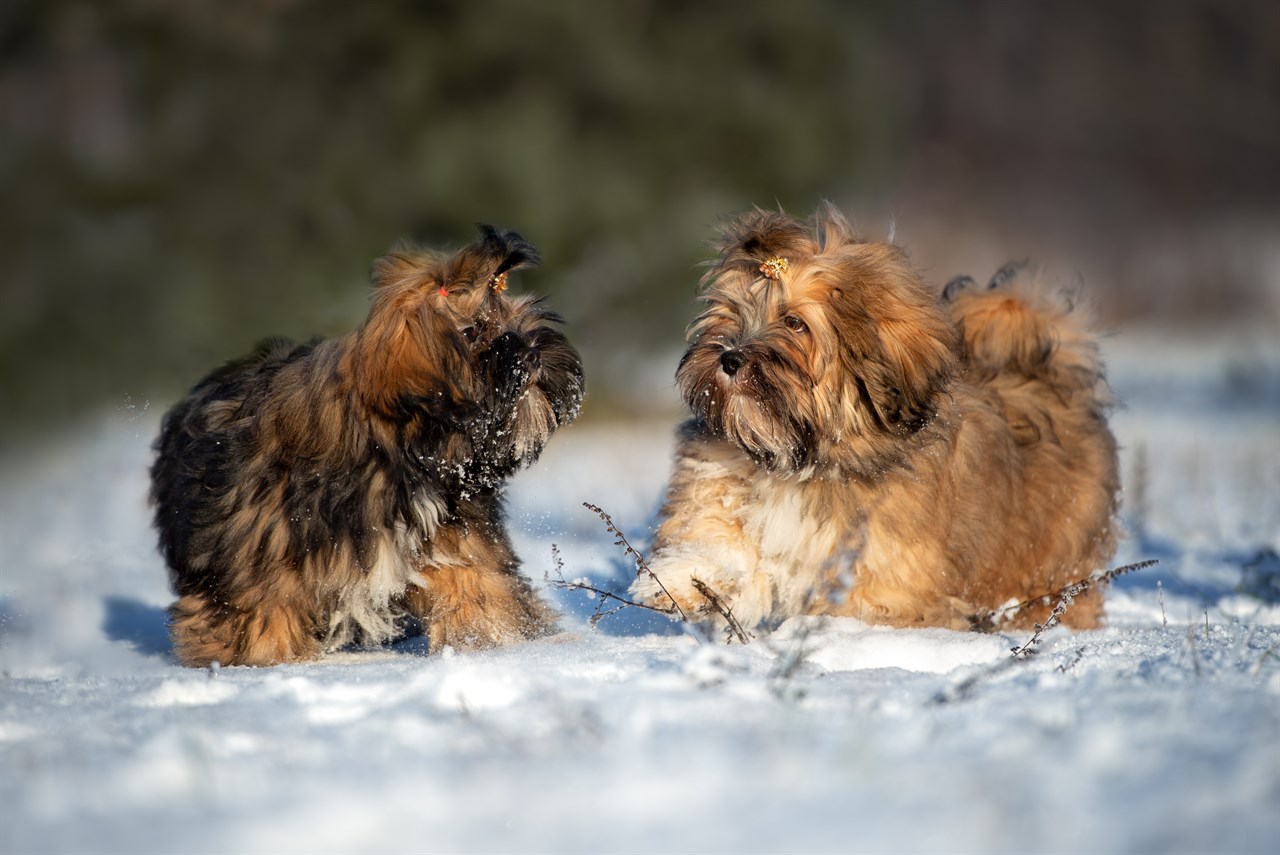 Two Lhasa Apso Puppy playing together in the snow