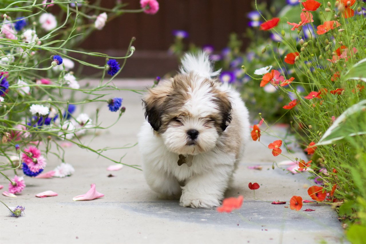 Lhasa Apso Puppy walking on concrete road in between flowers