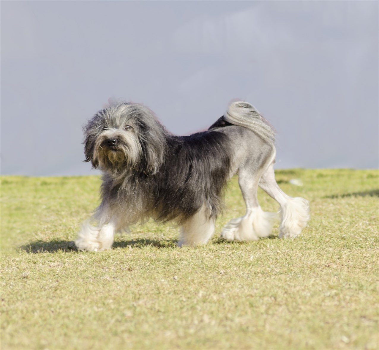 Lowchen Dog enjoy walking on patchy grass