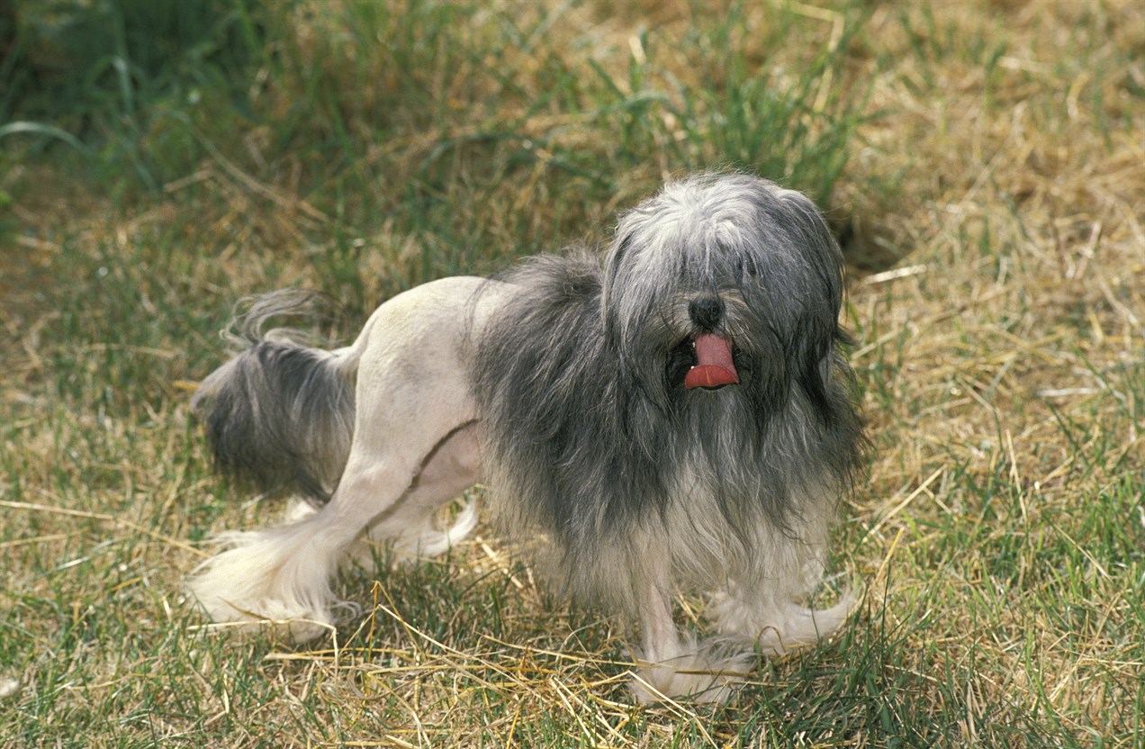 Lowchen Dog looking at camera walking on tall dry grass