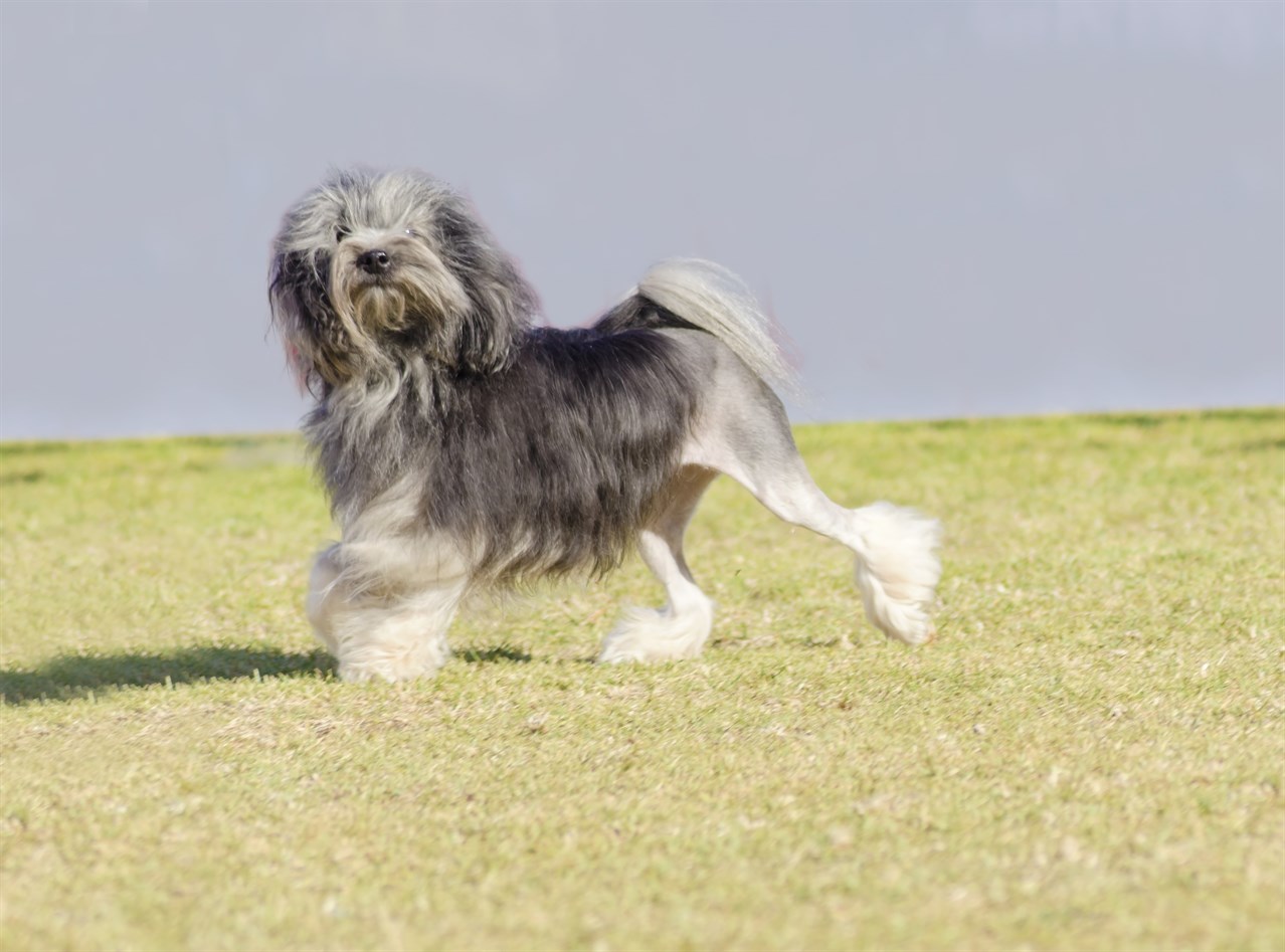 Lowchen Dog enjoying walking on cloudy day