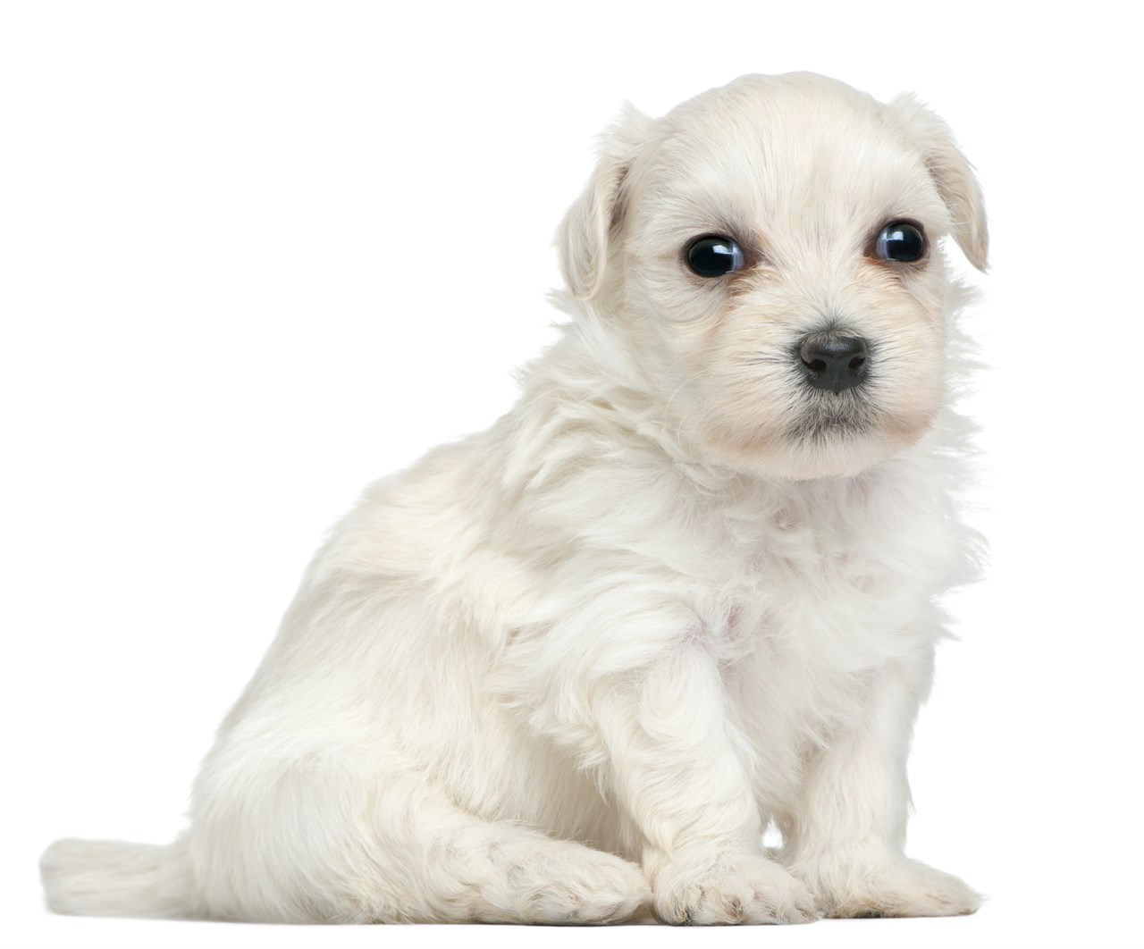 White Lowchen Puppy sitting on his lower back looking at camera