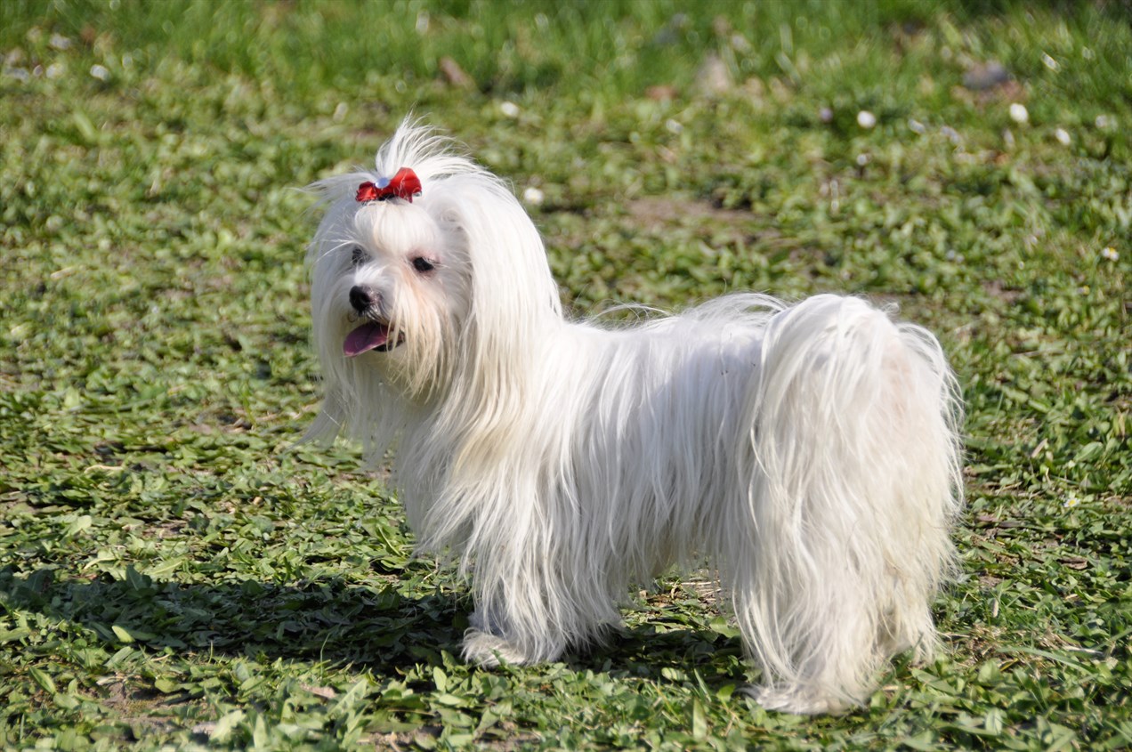 Maltese Dog 1