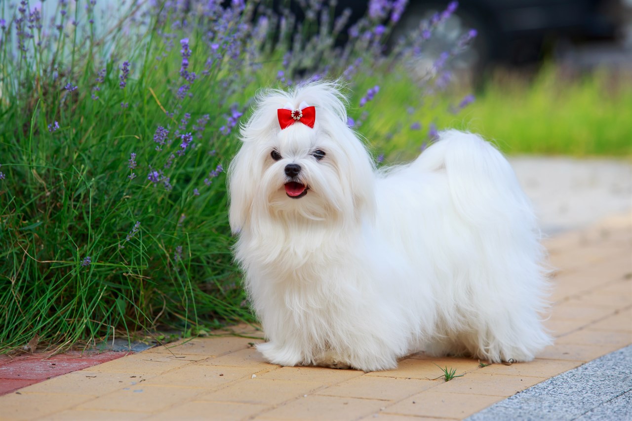 Maltese Dog 4