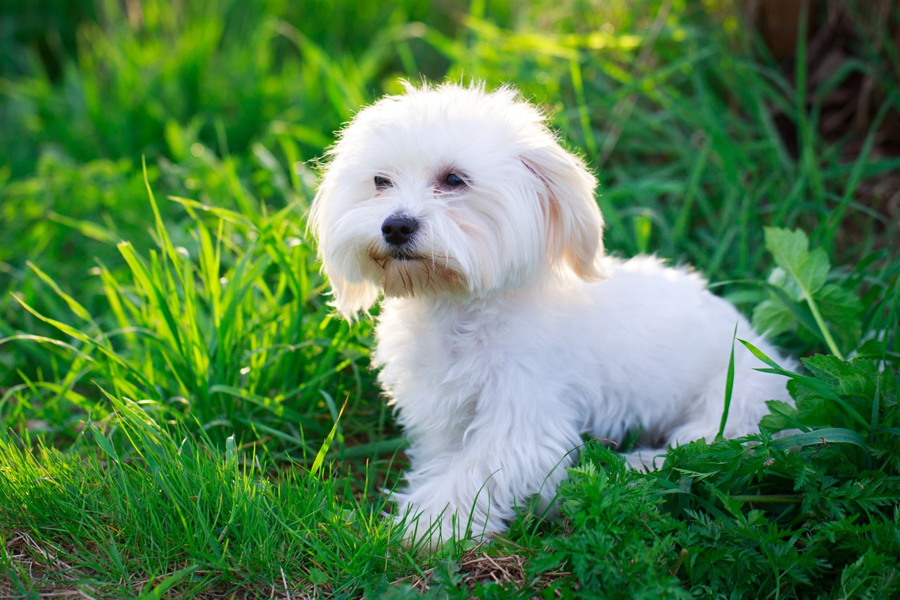 Maltese Puppy 2