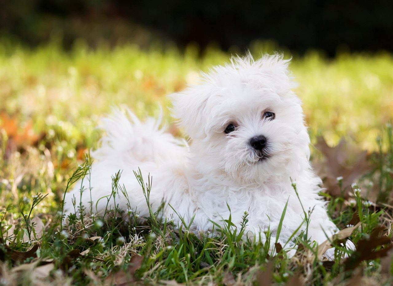 Maltese Puppy 3