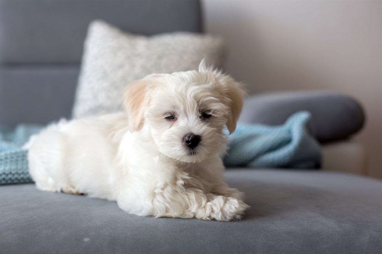 Maltese Puppy