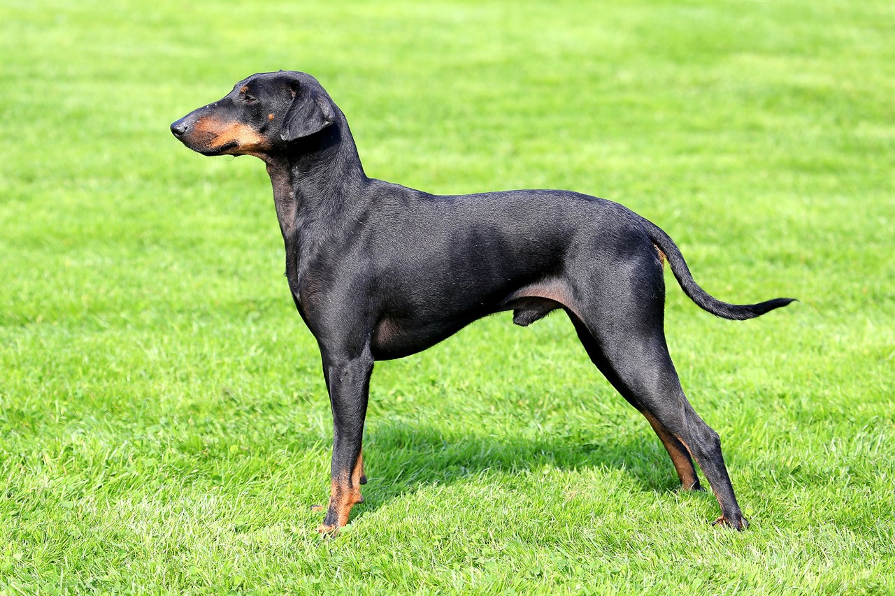 Manchester Terrier Dog standing on bright green grass