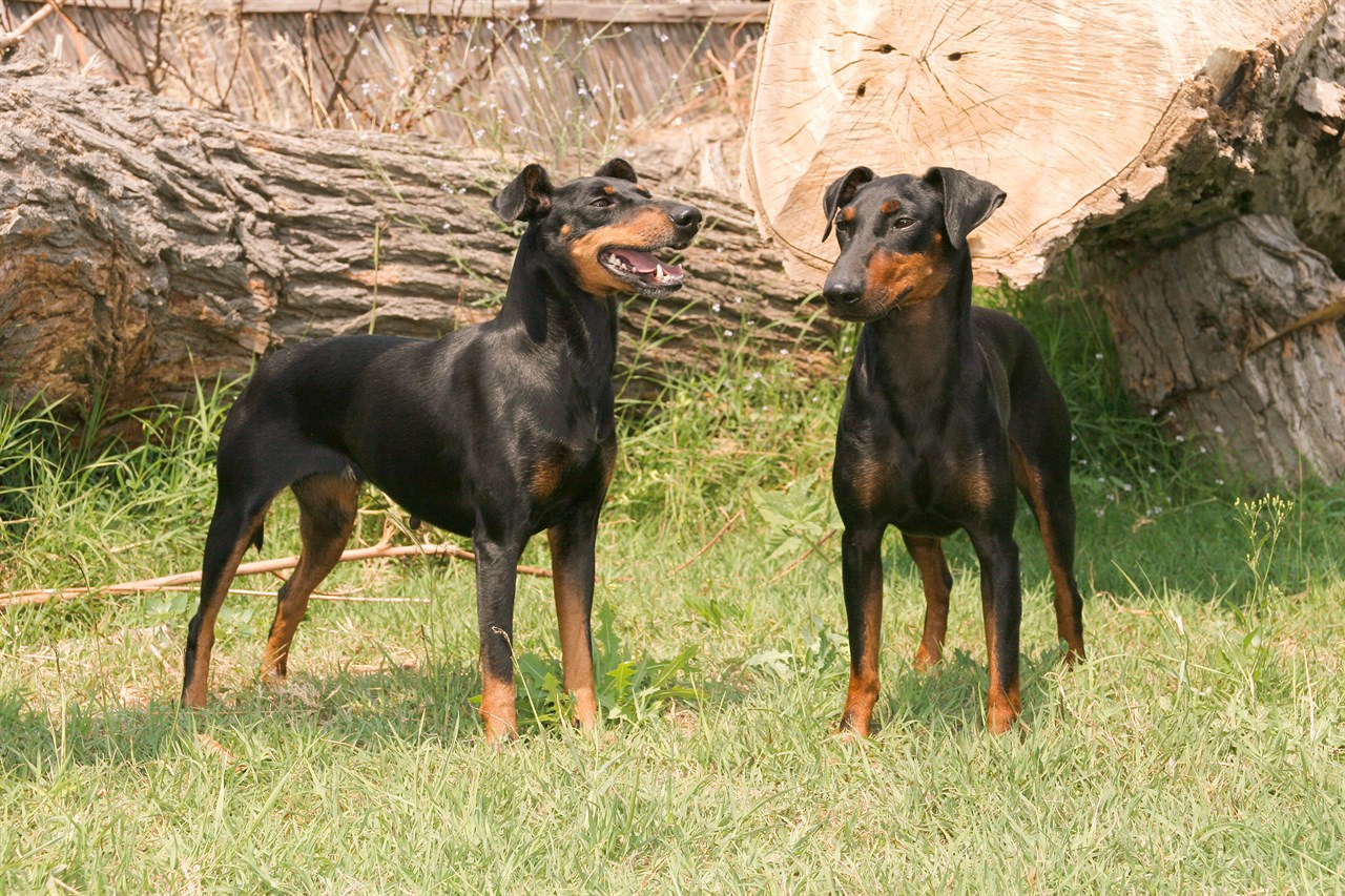 Two Manchester Terrier Dogs standing near cut tree logs on sunny day