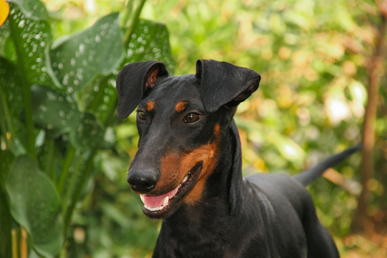 Manchester Terrier Dog 3