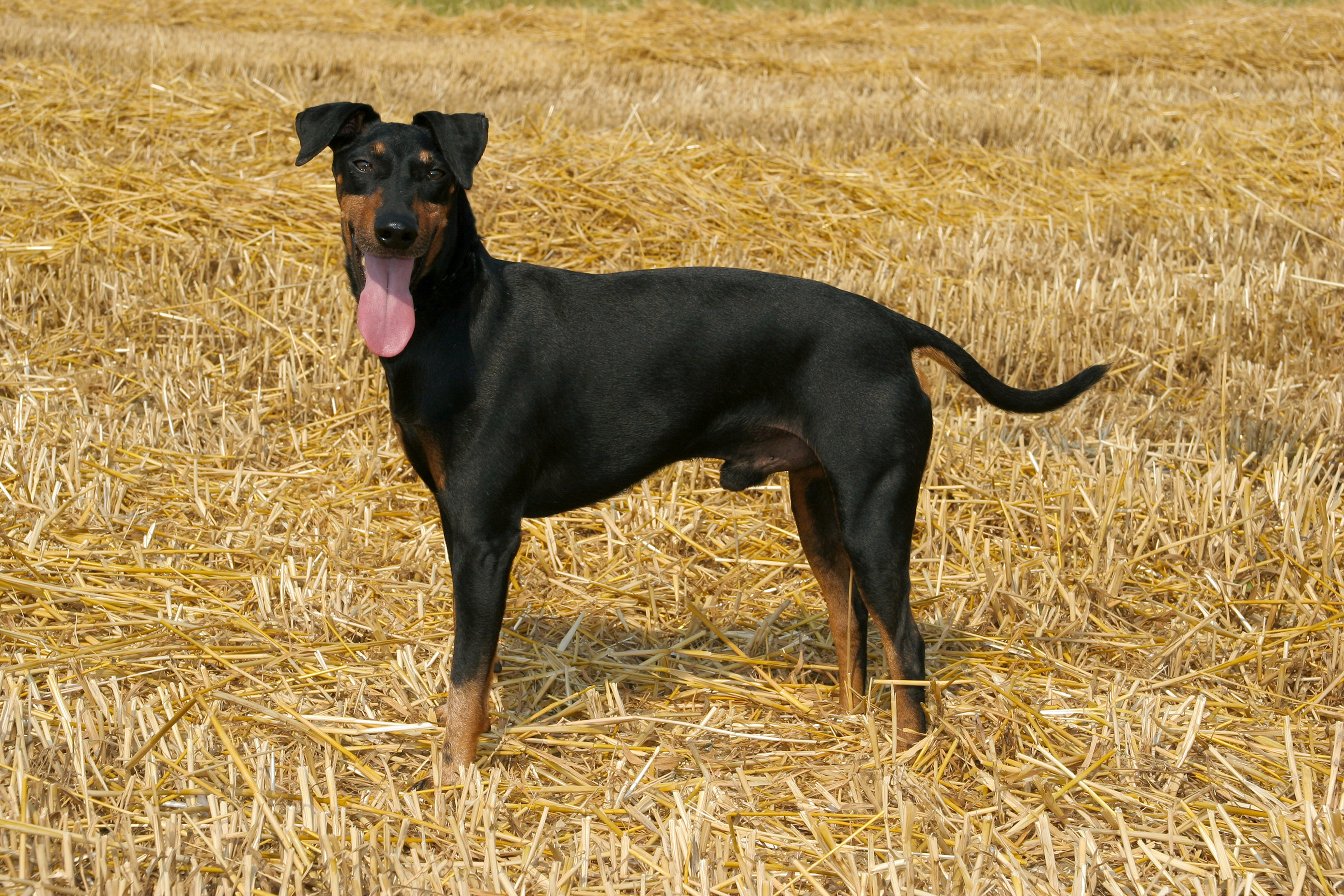 Manchester Terrier Dog standing on a hay smiling wide towards camera