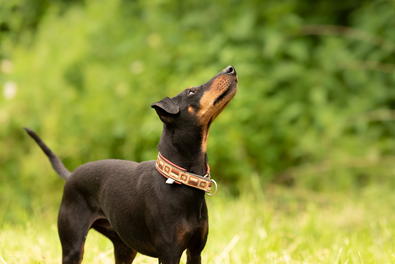 Manchester Terrier Dog standing on tall green grass looking up towards the sky