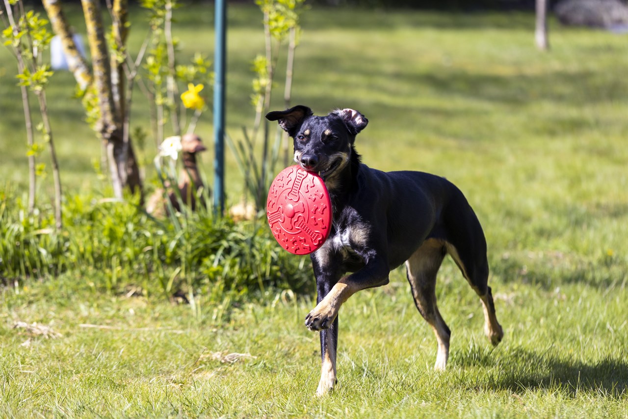 Manchester Terrier Dog 6