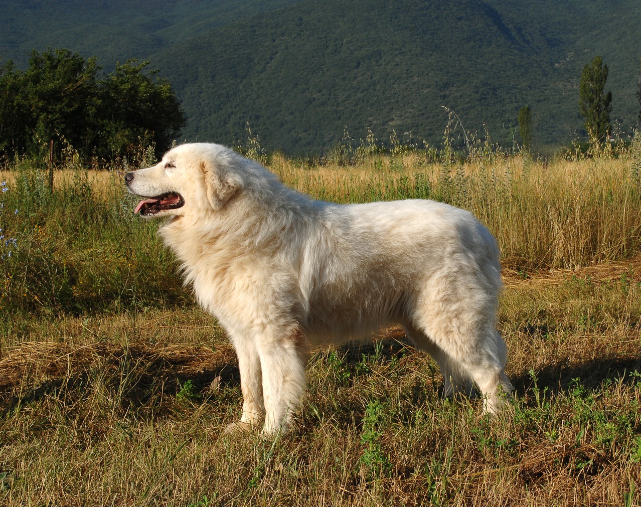 Maremma Sheepdog Dog 1