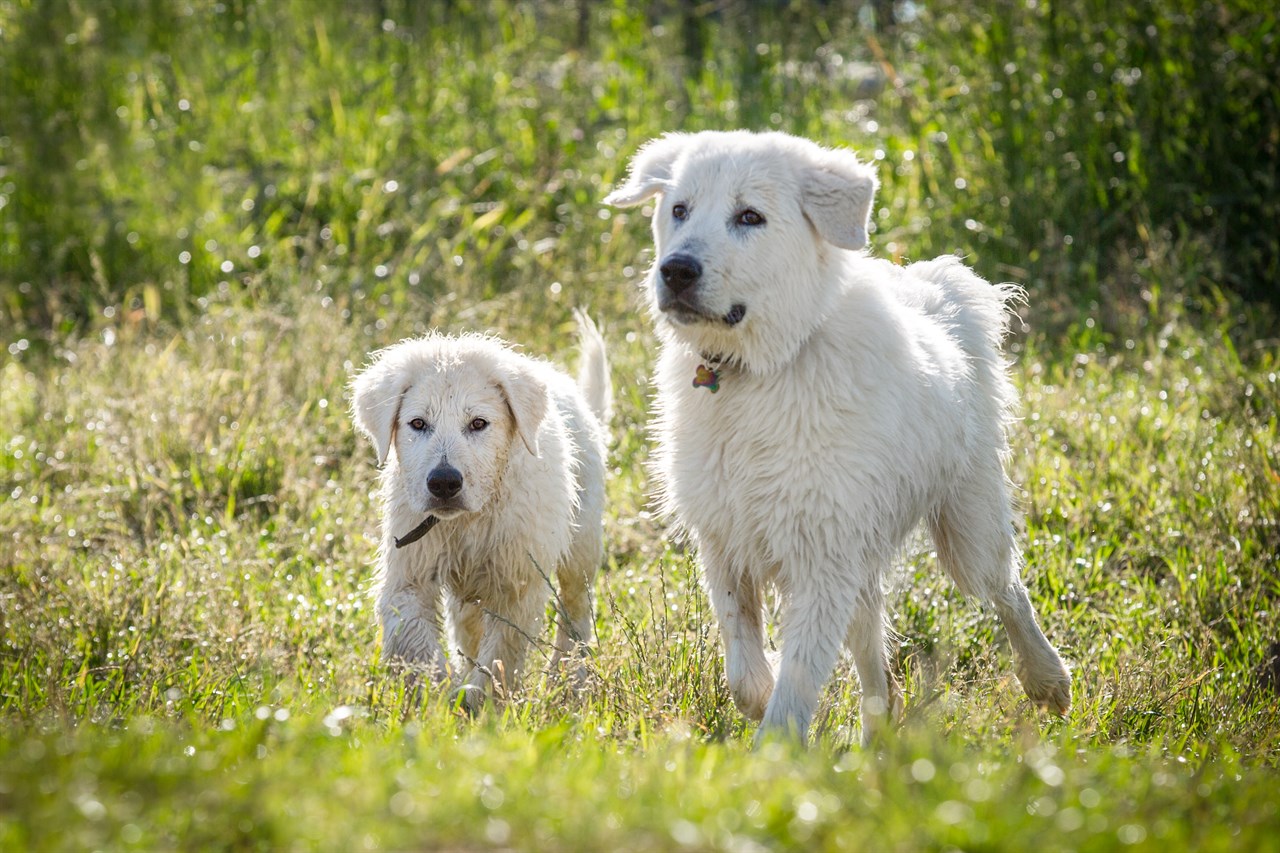 Maremma Sheepdog Dog 2