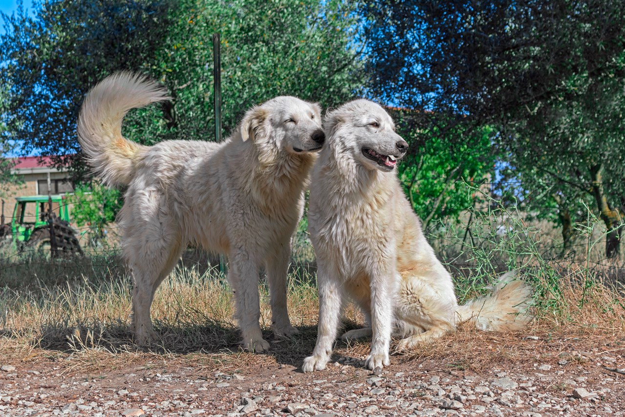 Maremma Sheepdog Dog 4